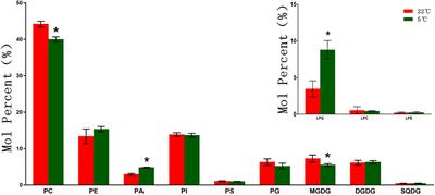 Membrane Lipids’ Metabolism and Transcriptional Regulation in Maize Roots Under Cold Stress